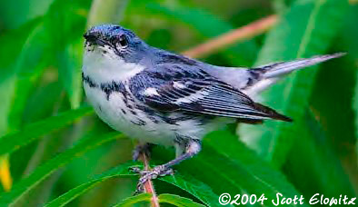 male Cerulean Warbler by Scott Elowitz