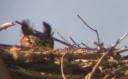 Great Horned Owl on nest in Salem County